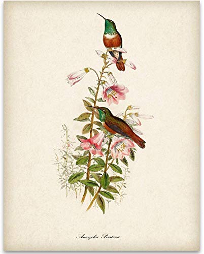 Two Hummingbirds Illustration - 11x14 Unframed Bird Wall Art Vintage Bird Print Poster - Great Home Humming Bird Decor and a Great Gift Under $15 for Bird Watchers