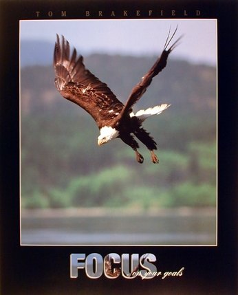 Eagle Wall Decor Diving Hunting, Bald Focus on Your Goals, Bird Animal Art Print Poster (16x20)