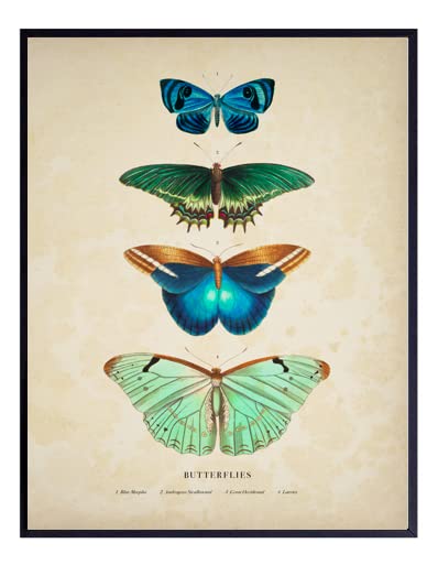 ShopHaven Vintage Butterfly Print, Antique Butterfly Illustration, Butterfly Print - 11x14 Poster Print - Unframed