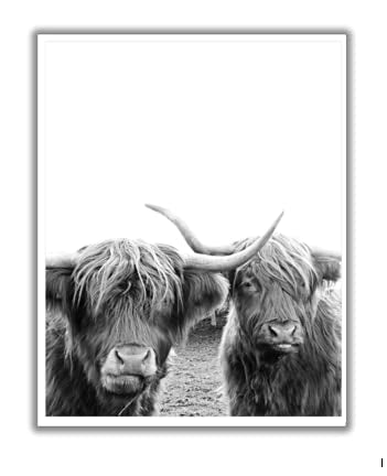 ShopHaven Highland Cow Print, White and Black Cow Print, Bison Print, Farm Print, Animal Wall Decor, Buffalo Print, Bull Wall Art - 11x14 Poster Print - Unframed