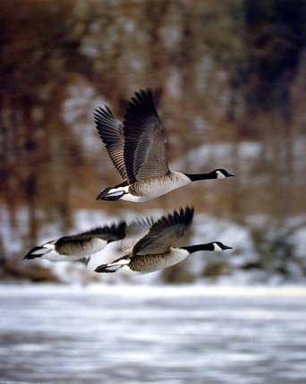 Wildlife Animal Wall Decor Canadian Geese Bird in Flight Art Print Poster (16x20)