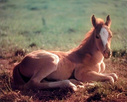 Horse Wall Decor Colt Farm Animal Picture Foal Art Print Poster (16x20)