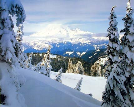 Impact Posters Gallery Snow Covered Trees Landscape Wall Decor Art Print picture Poster (16x20)