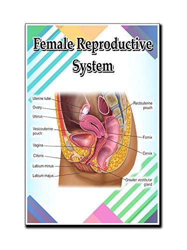 Female Reproductive System Poster Quote Motivational Educational Inspirational School Elementary Homeschool 12-Inches by 18-Inches Print Wall Art CAP00127