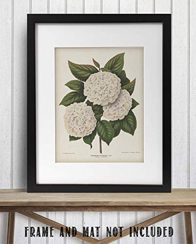 Vintage Japanese Snowball Flower Illustration - Classic Botanical Poster, Home and Graden Decoration, Cottagecore Room Decor, Vintage Flower Wall Display Gift, 11x14 Unframed Art Print Poster
