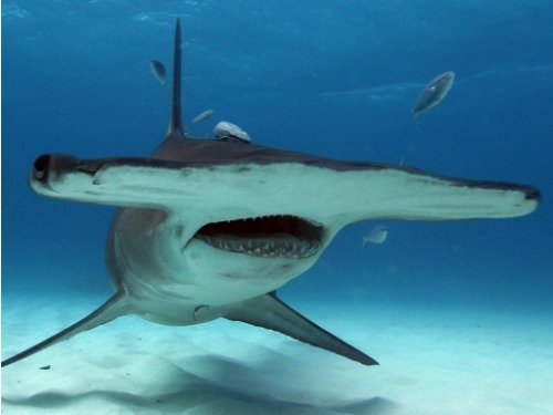 ConversationPrints HAMMERHEAD SHARK GLOSSY POSTER PICTURE PHOTO PRINT BANNER flat ocean school