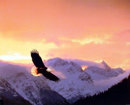 Impact Posters Gallery Flying Bald Eagle Bird Sunset Wildlife Animal Picture Two Set 16x20 Wall Decor Art Print Poster