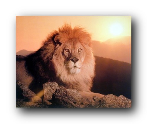Lion King At Sunset African Wildlife Animal Wall Decor Art Print Poster (16x20)