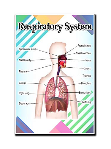 JMM Industries Respiratory System Poster Quote Motivational Educational Inspirational School Elementary Homeschool 12-Inches by 18-Inches Print Wall Art CAP00124