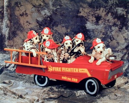 Dalmatian Puppies in Fire Truck Dog Animal Wall Decor Art Print Poster (16x20)