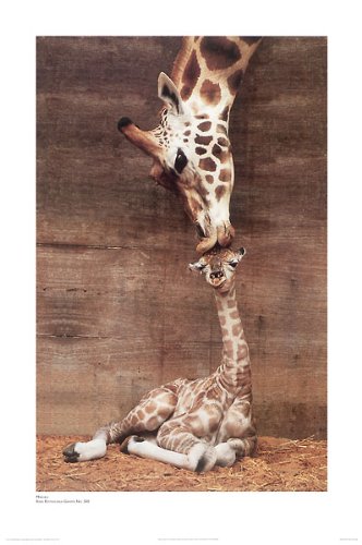 Giraffe, Mother Love, First Kiss by Ron D'Raine. Photo Print Poster (16 x 20)