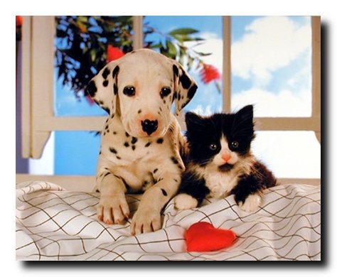 Friends Forever Dalmatian Dog and Cat Kids Room Animal Wall Decor Art Print Poster (16x20)