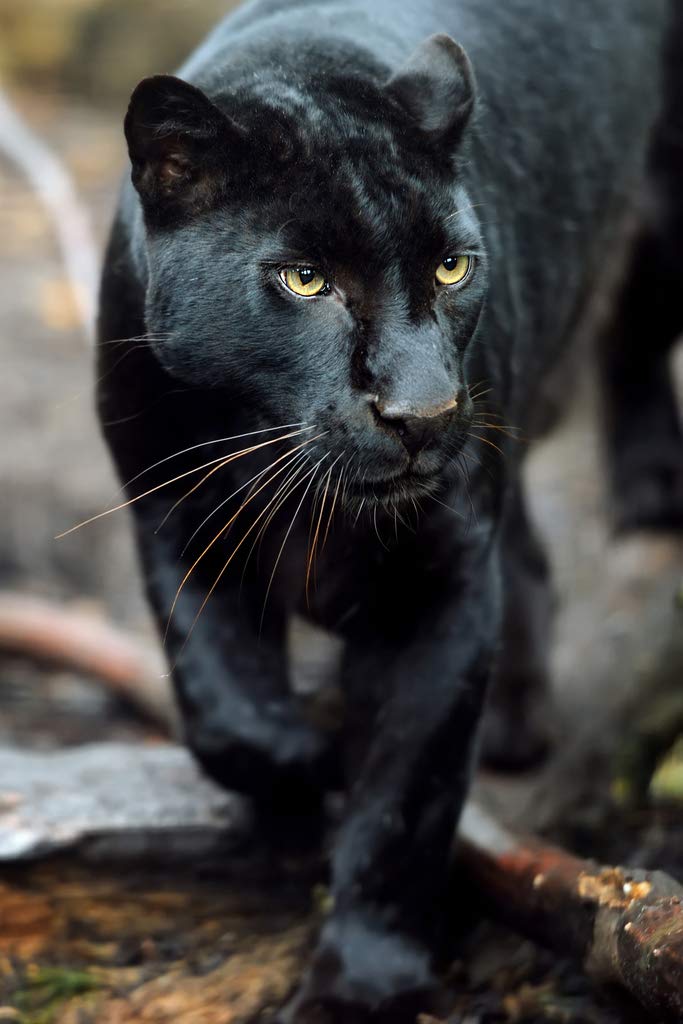 Black Leopard Wild Cat Animal Puma Jaguar Big Cat Walking Stalking Jungle Face Portrait Photo Photograph Cool Wall Decor Art Print Poster 12x18
