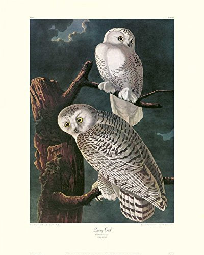 Posterazzi Collection Snowy Owl (Decorative Border) Poster Print by John James Audubon (10 x 8)