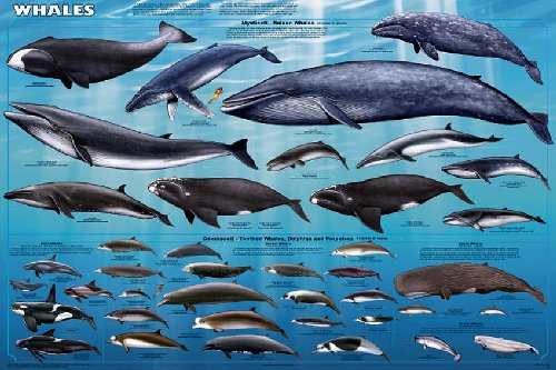 Whales Sealife Mammals Educational Science Ocean Class Chart Print Poster 24x36