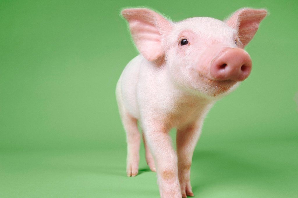 Cute Little Baby Pig Piglet Standing Pig Prints Wall Art Pig Pictures for Walls Pig Art Print Pig Pictures Wall Decor Farm Animal Pictures Wall Decor Hog Decor Cool Wall Decor Art Print Poster 18x12