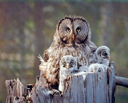 Great Grey Owl Family Bird Wildlife Animal Wall Decor Art Print Poster (16x20)