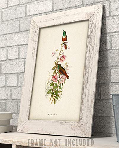 Two Hummingbirds Illustration - 11x14 Unframed Bird Wall Art Vintage Bird Print Poster - Great Home Humming Bird Decor and a Great Gift Under $15 for Bird Watchers