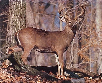 Impact Posters Gallery Whitetail Buck Deer With Big Rack Wildlife Animal Art Print Wall Decor Poster (8x10)