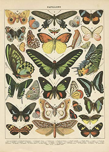 Popular Vintage French Types of Papillons Butterflies Set; Two 11x14in Paper Print Posters
