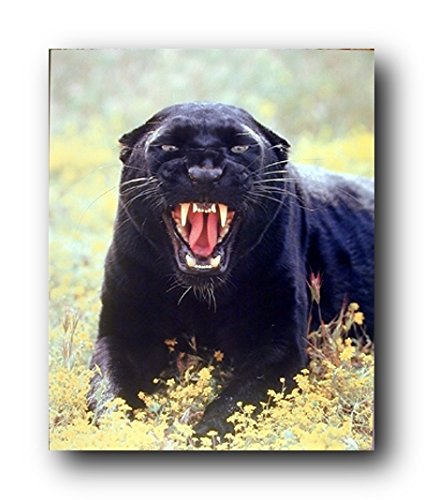Wildlife Animal Picture Wall Decor Art Print Snarling Black Panther (Leopard) Poster (16x20)