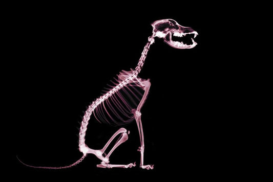 Sitting Dog Anatomy Skeleton XRay Photo Poster Medical X Ray Photograph Canine Animal Jaw Bones Tail Thick Paper Sign Print Picture 12x8