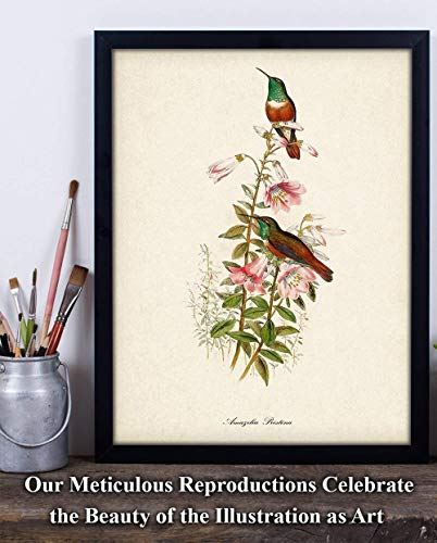 Two Hummingbirds Illustration - 11x14 Unframed Bird Wall Art Vintage Bird Print Poster - Great Home Humming Bird Decor and a Great Gift Under $15 for Bird Watchers