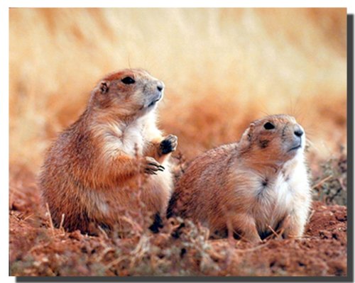 Cute Prairie Dogs Kids Room Animal Wall Decor Art Print Poster (16x20)