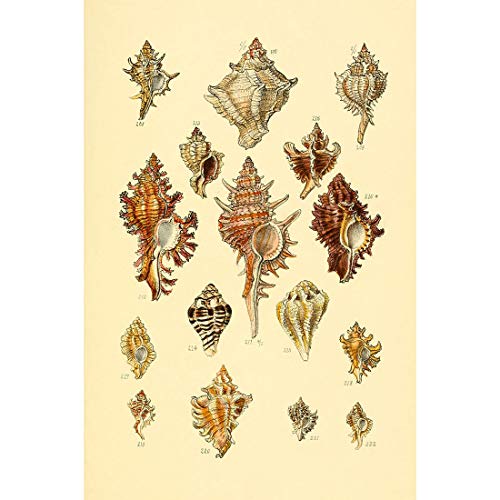 Meishe Art Poster Print Vintage Seashell Conch Whelk Sea Snail Shell Shellfish Breeds Collection Identification Reference Chart Old Scientific Classroom Club Home Wall Decor Picture
