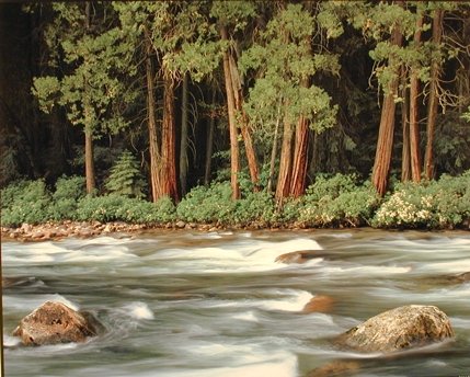 Running River Forest Nature Landscape Scenery Wall Decor Art Print Poster (16x20)