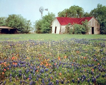 Old Barn & Flowers Field Scenery Nature Landscape Wall Decor Art Print Poster (16x20)