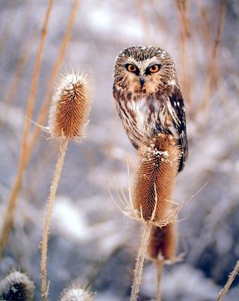 Wildlife Saw Whet Owl Wall Decor Snow Animal Bird Picture Art Print Poster (16x20)