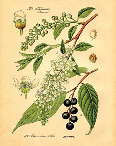 Gango Home Decor Popular Old-Fashioned Plant Botanical Prints; Four 8x10in Poster Prints