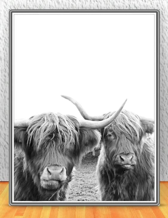 ShopHaven Highland Cow Print, White and Black Cow Print, Bison Print, Farm Print, Animal Wall Decor, Buffalo Print, Bull Wall Art - 11x14 Poster Print - Unframed
