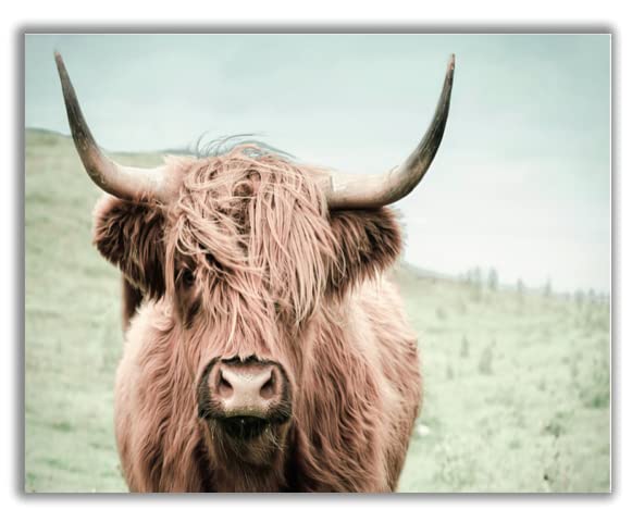 Highland Cow Photography, Highland Cow Print, Bedroom Prints, Bison Print, Farm Print, Wall Decor, Poster,Buffalo Print, Bull Wall Art - 11x14 Poster Print - Unframed