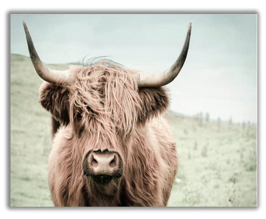 Highland Cow Photography, Highland Cow Print, Bedroom Prints, Bison Print, Farm Print, Wall Decor, Poster,Buffalo Print, Bull Wall Art - 11x14 Poster Print - Unframed