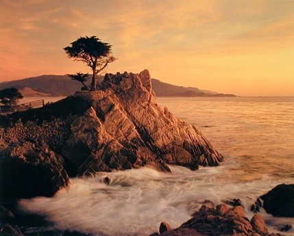Ocean Scenery Picture Lone Cypress Tree Pebble Beach Wall Decor Art Print Poster (16x20)
