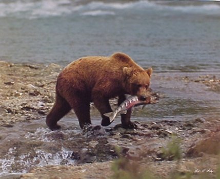 Wild Animal Grizzly Bear Wildlife Wall Decor Art Print Poster (16x20)