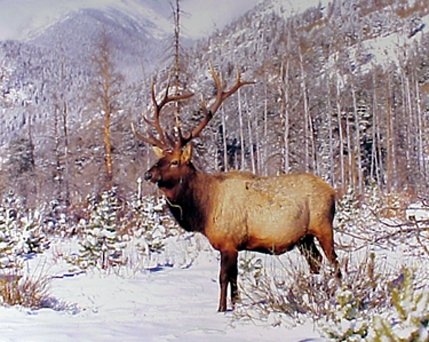Wildlife Mountain Animal Wall Decor Big Bull Elk Antler Picture Art Print Poster (16x20)