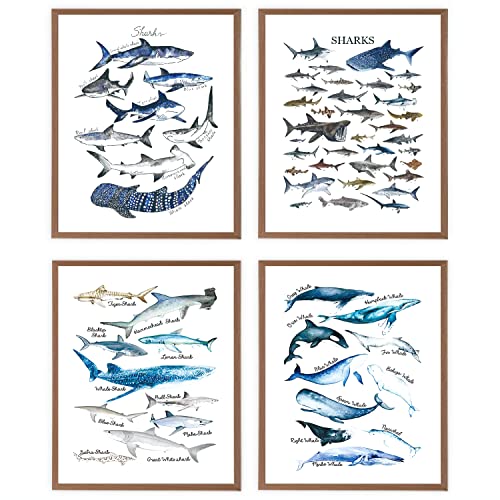 VNWEK Watercolor Rustic Sharks and Whales Wall Art Poster Prints Unframed 8”x10”Set Of 4,Farmhouse Marine Life Decorations for Home Bedroom Living Room Classroom,Gifts For Marine Life Lovers Students