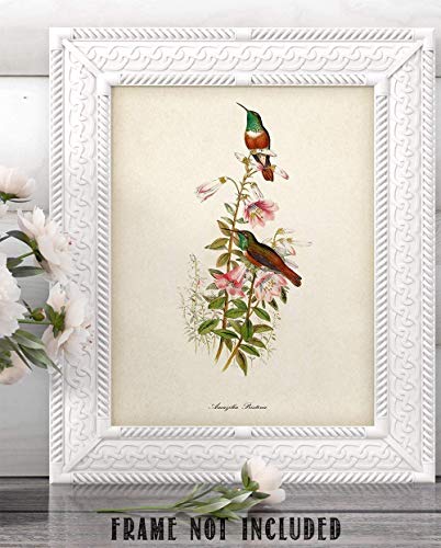 Two Hummingbirds Illustration - 11x14 Unframed Bird Wall Art Vintage Bird Print Poster - Great Home Humming Bird Decor and a Great Gift Under $15 for Bird Watchers