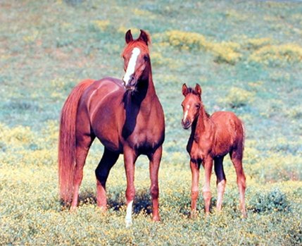 Wild Animal Arabian Horse Mare and Foal Wall Decor Art Print Poster (16x20)