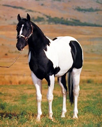 Stallion Horse Wall Decor Tobiano Point Picture Spotter Animal Art Print Poster (16x20)