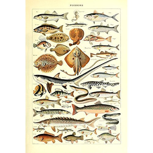 Meishe Art Fishes Poster Print Breeds Species Collection Biology Science Sealife Sea Marine Life Illustration Wall Decor Vintage Chart Identification Reference (20.87'' x 31.5'')