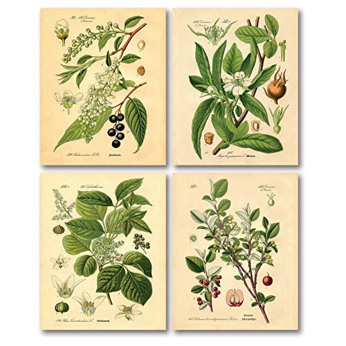 Gango Home Decor Popular Old-Fashioned Plant Botanical Prints; Four 8x10in Poster Prints