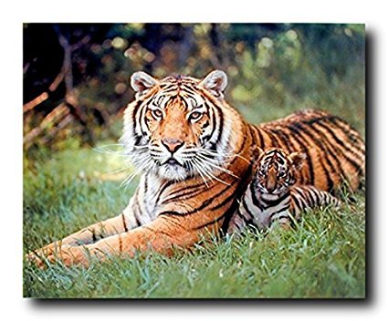 Wall Decor Wild Tiger and Cubs Wildlife Animal Art Print Poster (16x20)