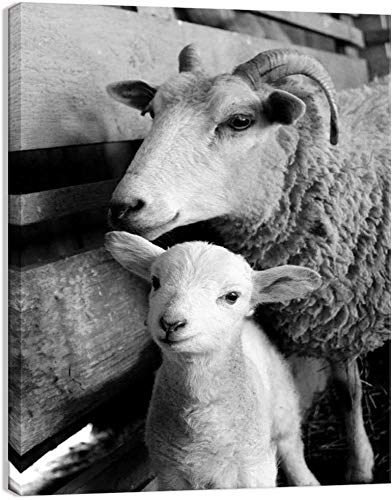Black and White Animals Canvas Wall Decor Art Cute Little Sheep Lamb Picture Prints and Farmhouse Poster for Home Living Room Decoration IXMAH (8x10inch NO Framed)