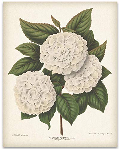 Vintage Japanese Snowball Flower Illustration - Classic Botanical Poster, Home and Graden Decoration, Cottagecore Room Decor, Vintage Flower Wall Display Gift, 11x14 Unframed Art Print Poster