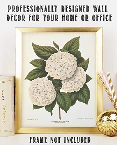 Vintage Japanese Snowball Flower Illustration - Classic Botanical Poster, Home and Graden Decoration, Cottagecore Room Decor, Vintage Flower Wall Display Gift, 11x14 Unframed Art Print Poster