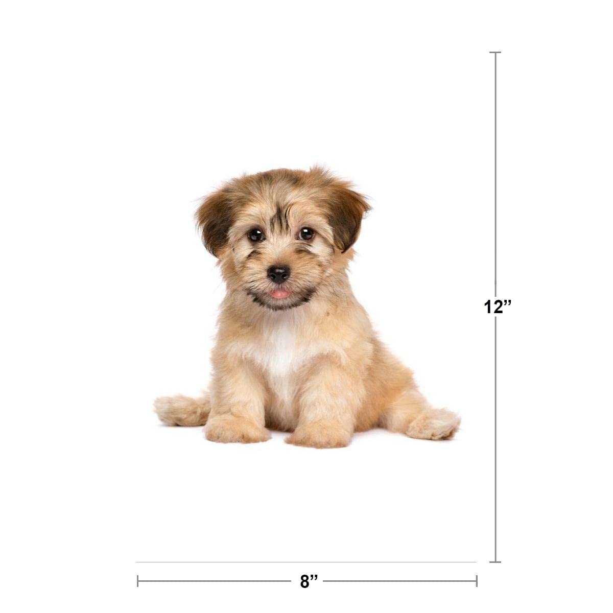 Havanese Puppy Dog Cute Sitting Puppy Posters For Wall Funny Dog Wall Art Dog Wall Decor Puppy Posters For Kids Bedroom Animal Wall Poster Cute Animal Posters Thick Paper Sign Print Picture 8x12